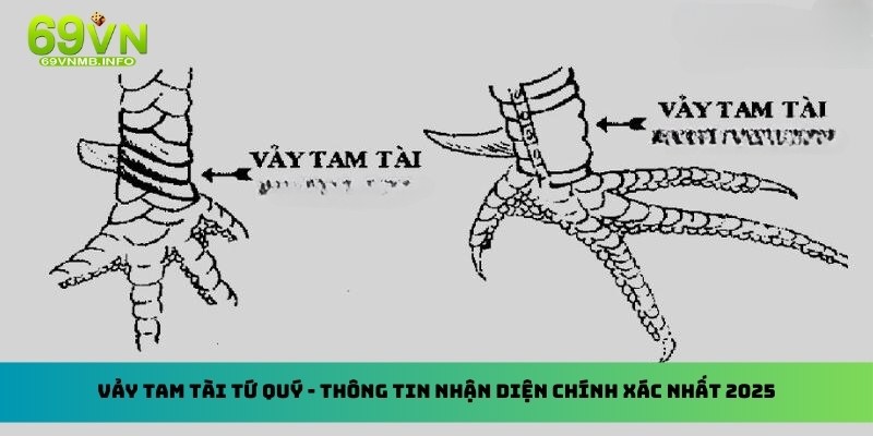 Vảy tam tài tứ quý